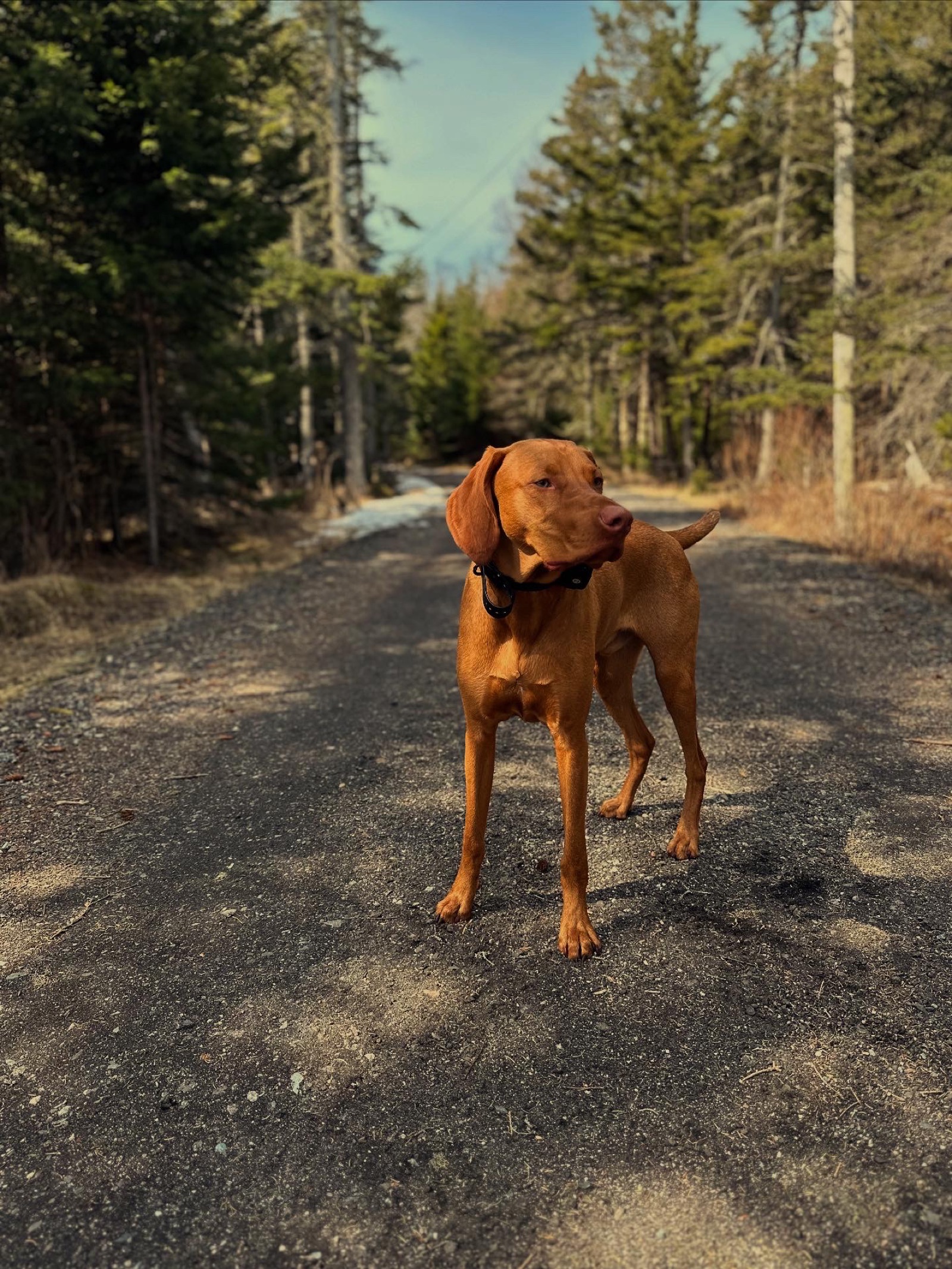 Lupin the Vizsla